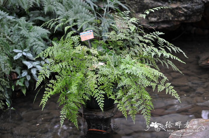 大羽铁角蕨Asplenium neolaserpitiifolium