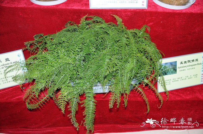 长生铁角蕨Asplenium prolongatum