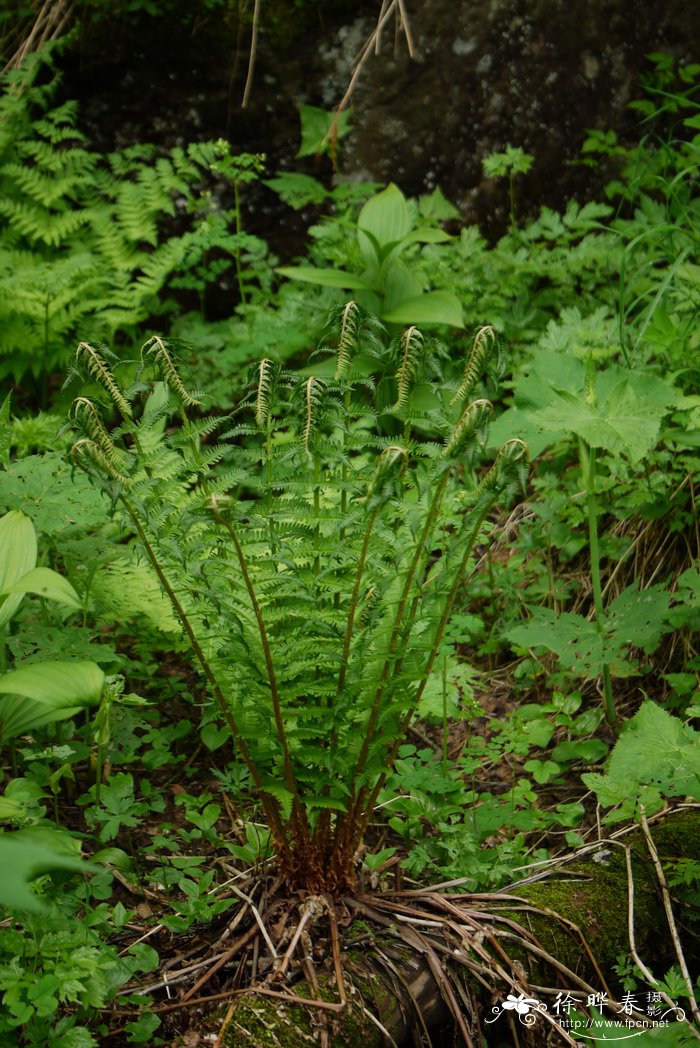 东北蹄盖蕨Athyrium brevifrons