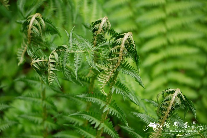 东北蹄盖蕨Athyrium brevifrons