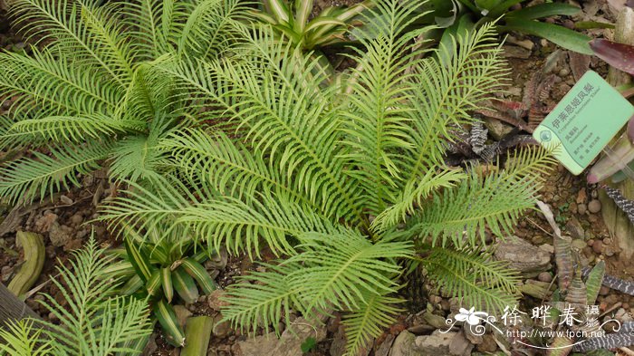 疣茎乌毛蕨Blechnum gibbum