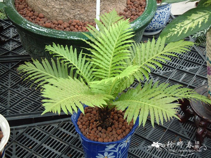 疣茎乌毛蕨Blechnum gibbum