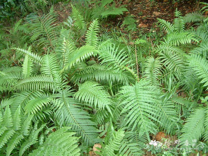 乌毛蕨Blechnum orientale