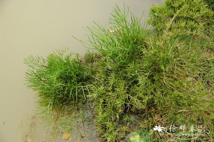 水蕨Ceratopteris thalictroides