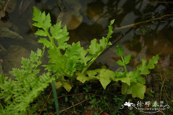 粗硬水蕨Ceratopteris pteridoides