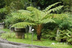 笔筒树Cyathea lepifera