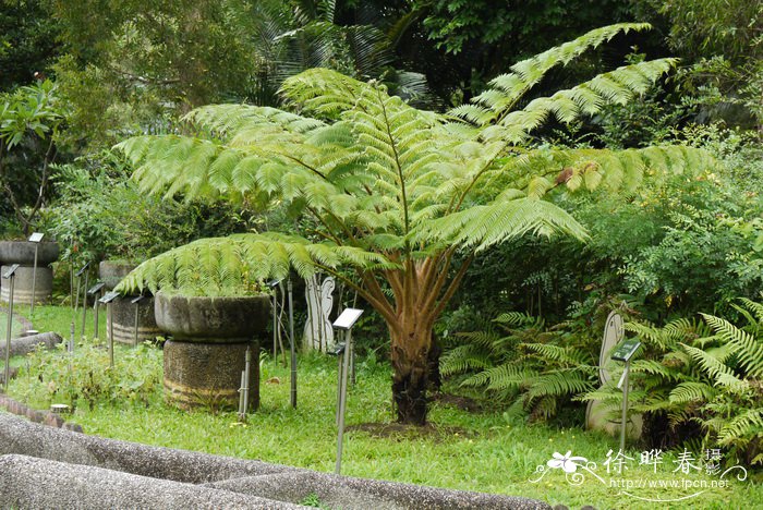 笔筒树Cyathea lepifera