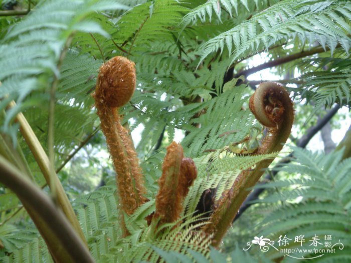 笔筒树Cyathea lepifera