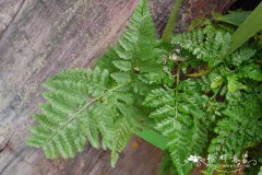骨碎补Nephrolepis cordifolia