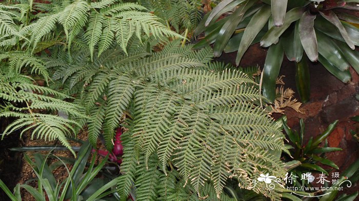 软树蕨Dicksonia antartica