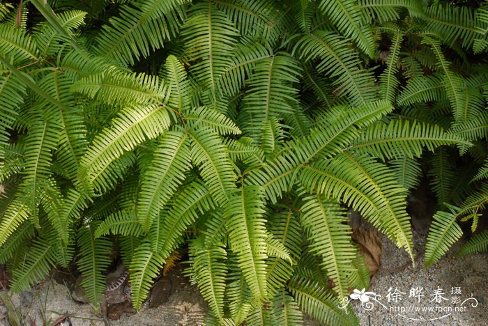芒萁Dicranopteris pedata