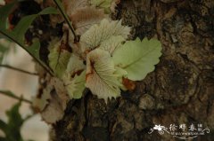 栎叶槲蕨Drynaria quercifolia