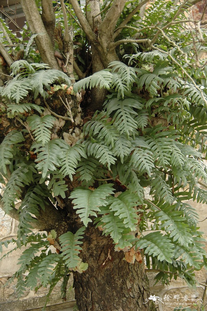栎叶槲蕨Drynaria quercifolia