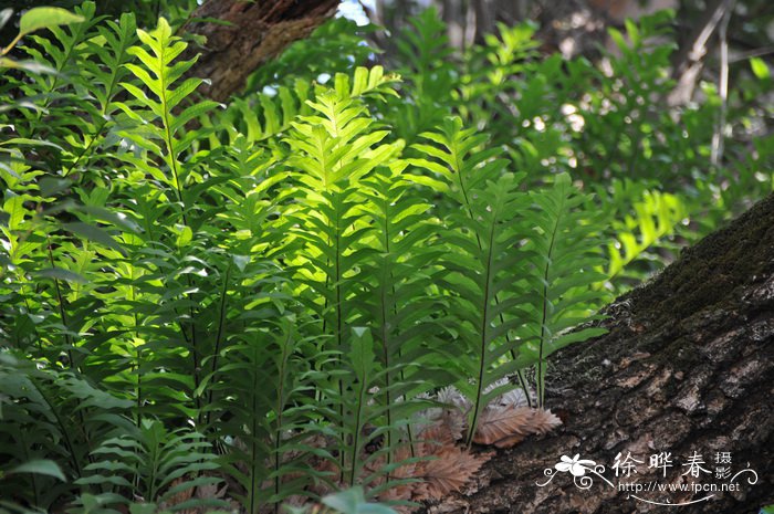 栎叶槲蕨Drynaria quercifolia