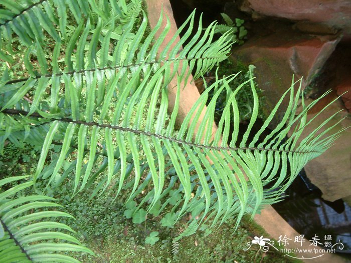 暗鳞鳞毛蕨 Dryopteris atrata