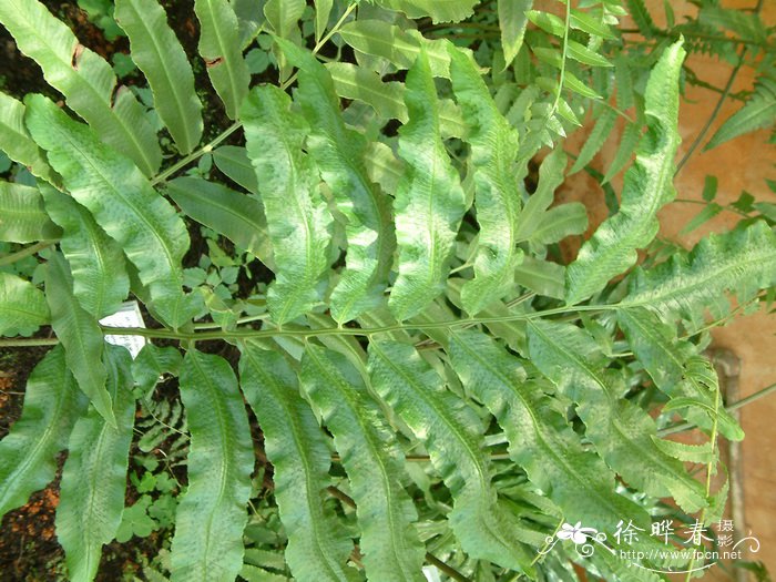 大平鳞毛蕨Dryopteris bodinieri