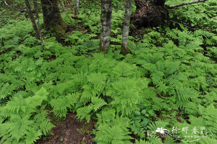 粗茎鳞毛蕨Dryopteris crassirhizoma