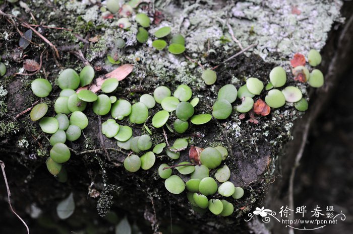 伏石蕨Lemmaphyllum microphyllum