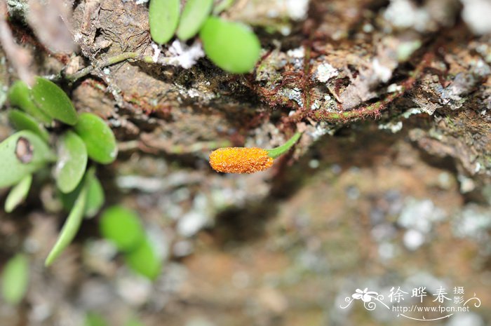 伏石蕨Lemmaphyllum microphyllum