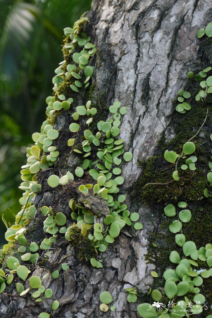 伏石蕨Lemmaphyllum microphyllum