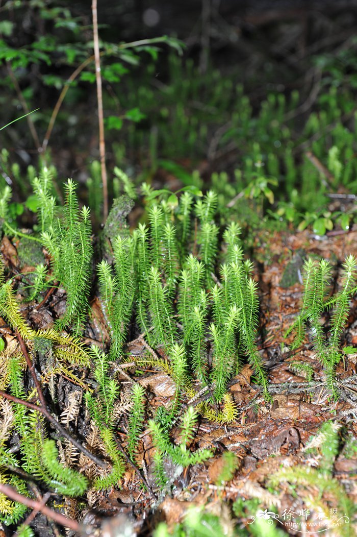 杉叶蔓石松Lycopodium annotinum