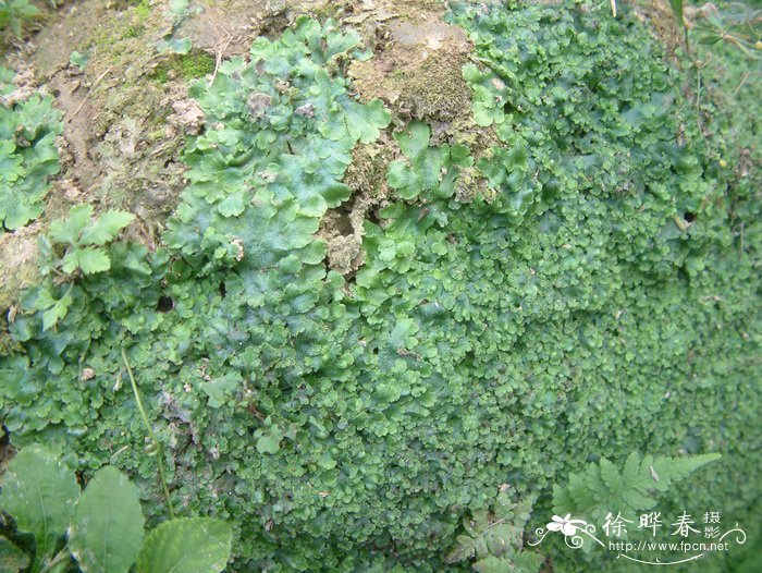 地钱Marchantia polymorpha