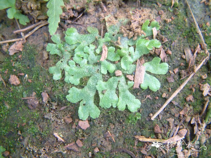 地钱Marchantia polymorpha