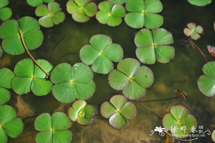 苹Marsilea quadrifolia