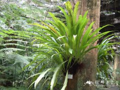 星蕨Microsorium punctatum