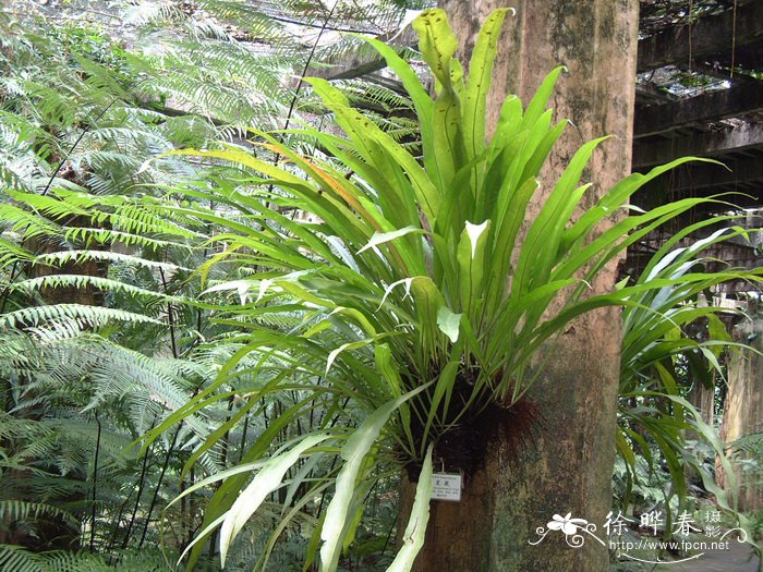星蕨Microsorium punctatum