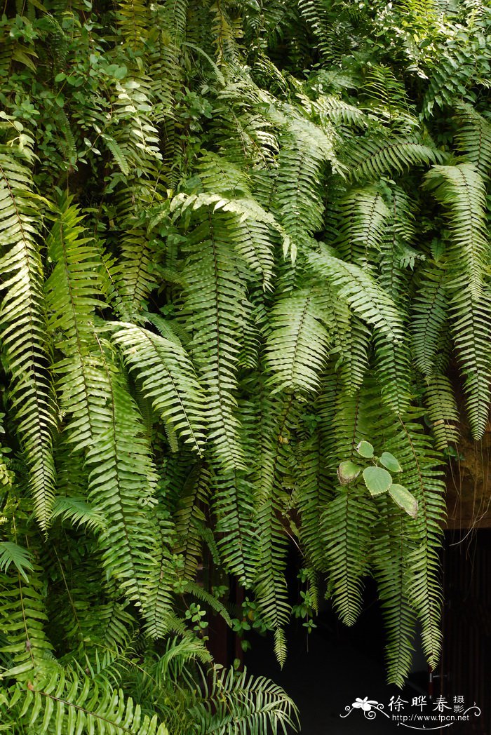 长叶肾蕨Nephrolepis biserrata