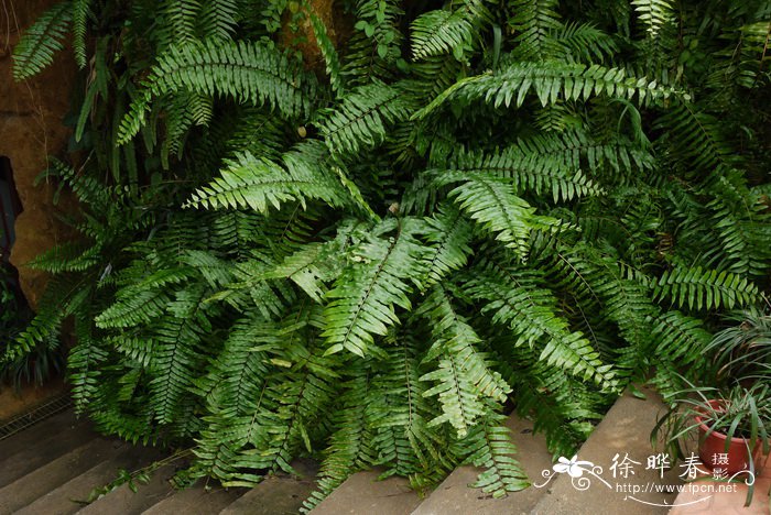 长叶肾蕨Nephrolepis biserrata