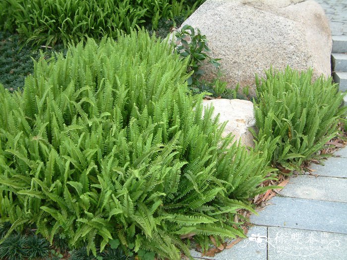肾蕨Nephrolepis cordifolia