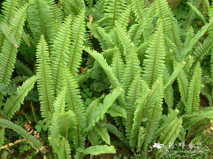 肾蕨Nephrolepis cordifolia