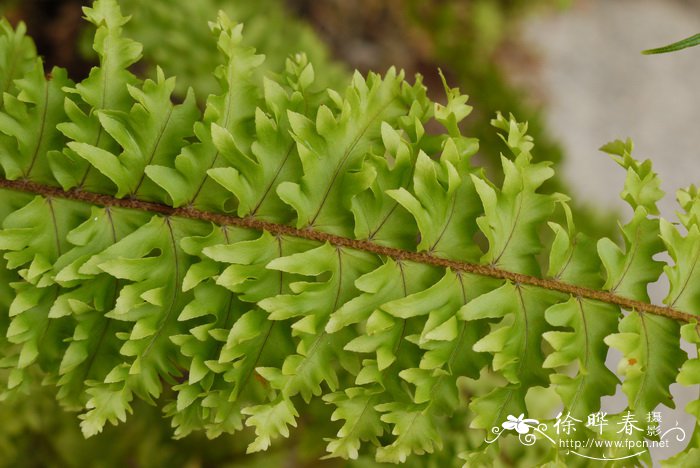 波士顿肾蕨Nephrolepis exaltata