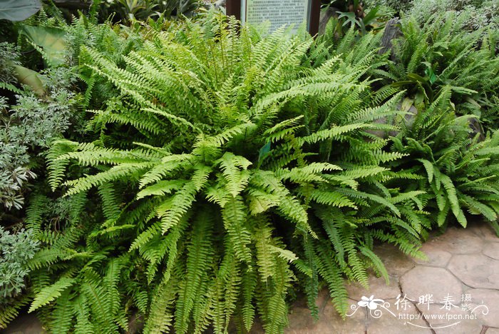 波士顿肾蕨Nephrolepis exaltata