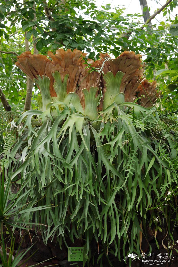 鹿角蕨Platycerium wallichii