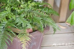 草叶耳蕨Polystichum herbaceum