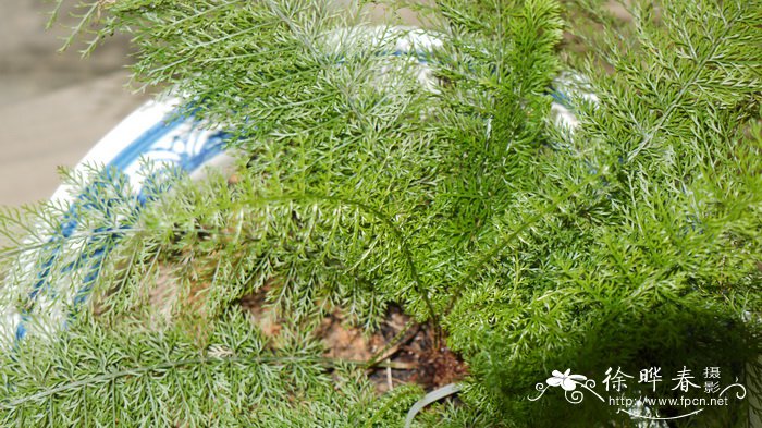 峨眉耳蕨Polystichum omeiense