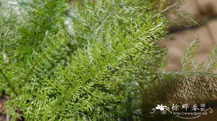 峨眉耳蕨Polystichum omeiense