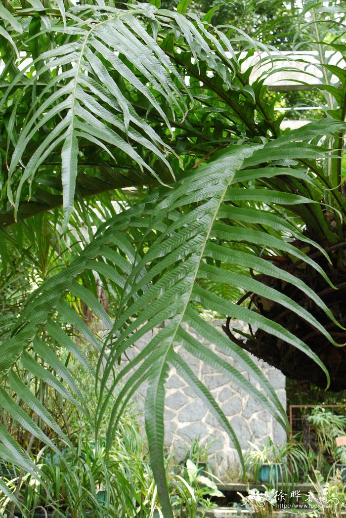 崖姜Pseudodrynaria coronans