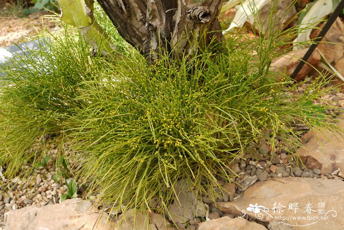 松叶蕨Psilotum nudum