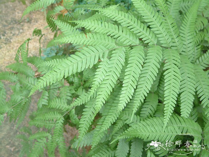 傅氏凤尾蕨Pteris fauriei