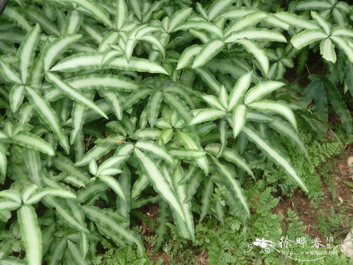 剑叶凤尾蕨Pteris ensiformis