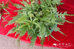 林下凤尾蕨Pteris grevilleana