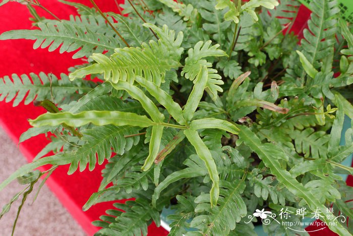 林下凤尾蕨Pteris grevilleana