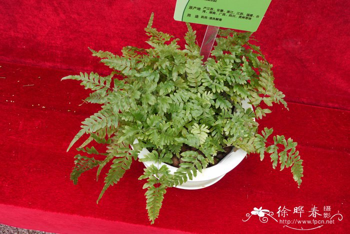刺齿半边旗Pteris dispar