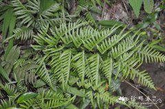 半边旗Pteris semipinnata