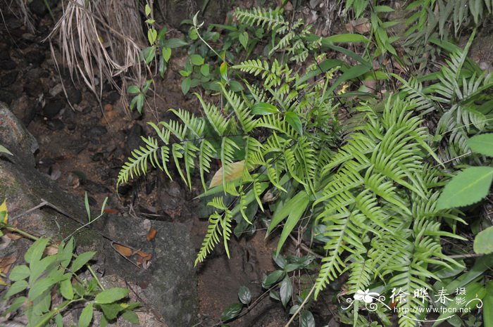 半边旗Pteris semipinnata