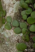 钱币石韦Pyrrosia nummulariifolia